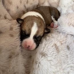 Luna - Sable female Pembroke Welsh Corgi puppy in Springfield, Missouri from Taylor