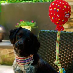 Stabyhouns from Trillium Point Stabyhouns