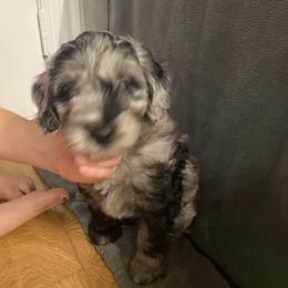 Aussiedoodle and Miniature Australian Shepherd Puppies from Dazy Mayze Mini Aussies and Aussiedoodles