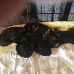 Havapoo puppies from HopplevalleyPTA...(Puppies To Adore)
