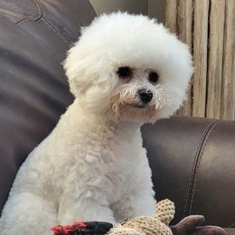 Mandy - Bichon Frise