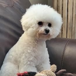Mandy - Bichon Frise