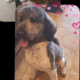 Blue - Goldendoodle