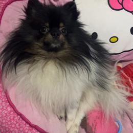 Mochi - Pomeranian