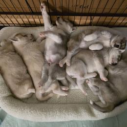 Siberian Husky Puppies from Northern Staar Kennel