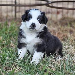 Vegas - Black tri-color male Australian Shepherd puppy in Olivehurst, California from Double M Aussies