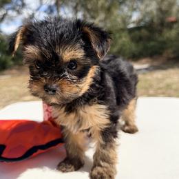 Ryder - Black and tan male Yorkshire Terrier puppy in Ocala, Florida from Yorkie  And Shih Tzu Love