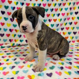Red Brindle Male - Red brindle American Pit Bull Terrier puppy in Nine Mile Falls, Washington from Bartin Kennels