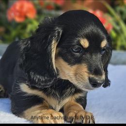 Franklin - Black and cream male Dachshund puppy in Ben Wheeler, Texas from Anytime Dachshunds by D.B.