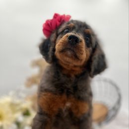 Lucky - unfurnished - female Golden Mountain Doodle puppy in Ocala, Florida from Bernedoodles of Florida