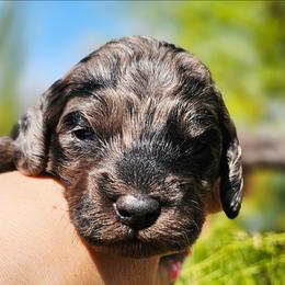 Athens - Merle male Cockapoo puppy in Indiahoma, Oklahoma from Phamily Doodles