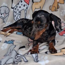 Dachshund puppies from KL Country