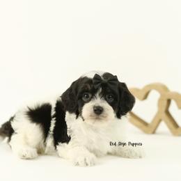 Sparky (Black Collar) - Black and white male Cavapoo puppy in Republic, Missouri from Red Skye Puppies