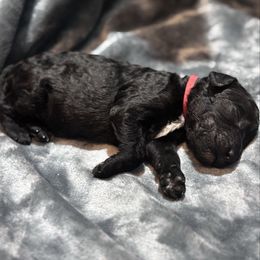 Harry - Black male Poodle puppy in Batesville, Indiana from KG Poodle Haus