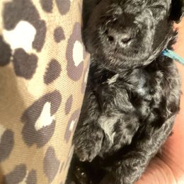 Goldendoodle and Poodle Puppies from Winchester Hills Poodles and Doodles