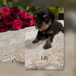 Lily - Liver female Miniature Schnauzer puppy in Kentucky from Mrs Bs Teeny Schnauzers & Doodles