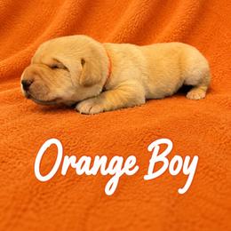 Orange Collar Boy - Yellow male Labrador Retriever puppy in Las Vegas, Nevada from Lucky Labrador Retrievers