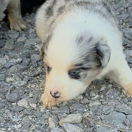 Mila - Blue merle female Australian Shepherd puppy in Leonard, Texas from Tin Roof Aussies