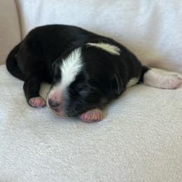 Lou - Black tri female Miniature Australian Shepherd puppy in Norco, California from River Springs Aussies