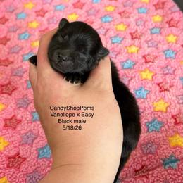 Black Male - Black male Pomeranian puppy in Lehi, Utah from Candy Shop Poms