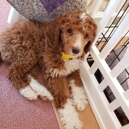 Aussiedoodle, Bernedoodle, and Poodle Puppies from Color Country Doodles