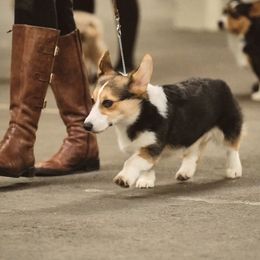 Pembroke Welsh Corgi Puppies from Rain City Corgis