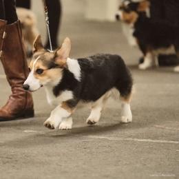 Pembroke Welsh Corgi Puppies from Rain City Corgis