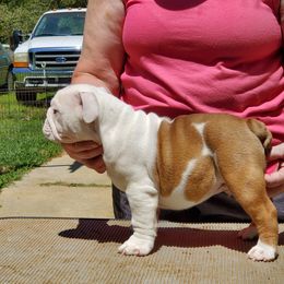 Bulldog and French Bulldog Puppies from Impressive Bulldogs and French Bulldogs