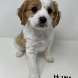 Honey - Blenheim female Cavapoo puppy in Columbus, Montana from Montanas Mountain Bernedoodles