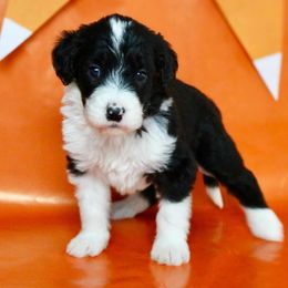 Twilight - White and black female Bordoodle puppy in Oak Hill, West Virginia from Highlands Bordoodles