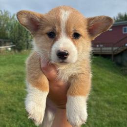 Cloud - Red female Pembroke Welsh Corgi puppy in Delton, Michigan from CorGizmo