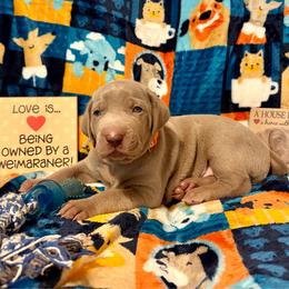 Orange Collar - Silver gray male Weimaraner puppy in Sevierville, Tennessee from K&K Weimaraners