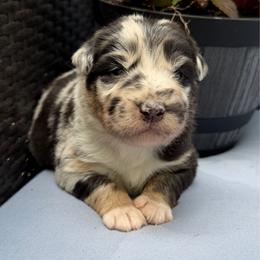 Fiesta - Blue merle female Australian Shepherd puppy in Tuftonboro, New Hampshire from Aussies Edge Farm