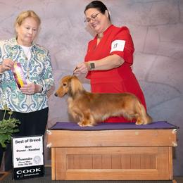 GCH CH Peter CHIC FDC CGC TKN ATT - Dachshund