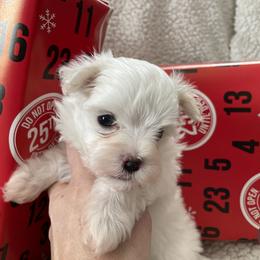 Maltese Puppies from TCBs Glowing  Maltese