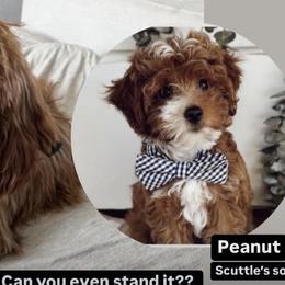 Cavapoos and Goldendoodles from Pedersendoodles