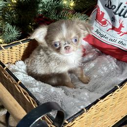 Tiny Pizza - Chocolate blue male Chihuahua puppy in Anderson, South Carolina from Lil Treasures Chihuahuas