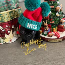 Boy 2 - male Pug puppy in Scottsdale, Arizona from Pug Happy