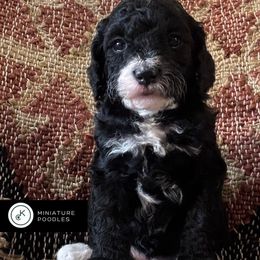 Sparkle - Parti female Poodle puppy in Lance Creek, Wyoming from CK Poodles LLC