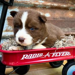 Ollie - Red and white male Siberian Husky puppy in Union Grove, Alabama from Southern Siberian Life