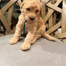 Sullivan Xavier Cousins (Ralphie) - Apricot male Goldendoodle puppy in Houston, Texas from Were The Mack'Doodles