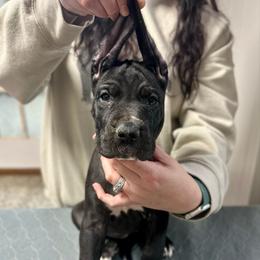 Penelope - Black and white female Great Dane puppy in Chapmansboro, Tennessee from Balthrop Bend Farms