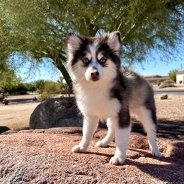 Jill - Black and white female Pomsky puppy in Mesa, Arizona from Platinum Pomskies