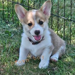 Brown boy - Red male Pembroke Welsh Corgi puppy in Corvallis, Montana from Montana Corgi Corral