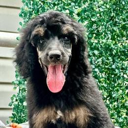 Jett - Phantom female Poodle puppy in Travelers Rest, South Carolina from Cotton Top