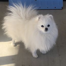 Mochi - Pomeranian