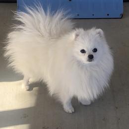 Mochi - Pomeranian