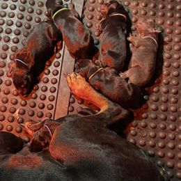 Doberman Pinscher Puppies from Kiziah Dobermans