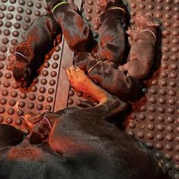 Doberman Pinscher Puppies from Kiziah Dobermans