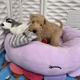 Airedale Terrier, Lakeland Terrier, and Norfolk Terrier Puppies from Hi-Kel Terrydale Lakeland Terriers and Terrydale HK Airedales & Norfolk Terriers